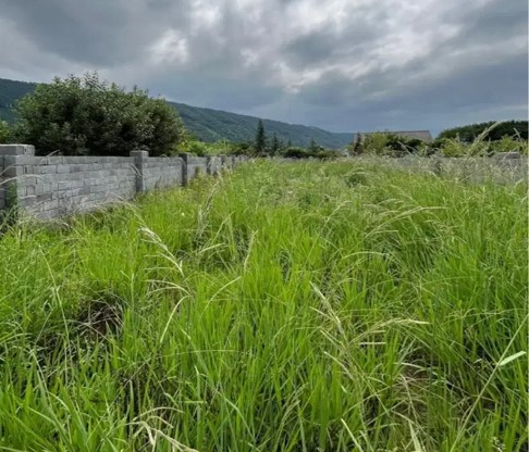 زمین شهرکی 240 متری پلاک یک جنگل فروشی در جاده دو هزار تنکابن(شهسوار)