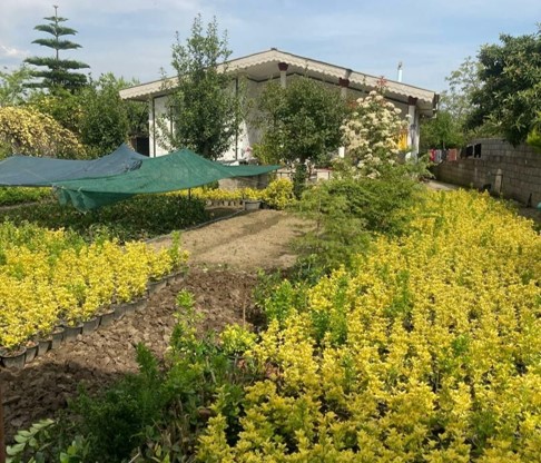 باغ ویلا فروشی 562 متری در جاده دو هزار تنکابن(شهسوار)