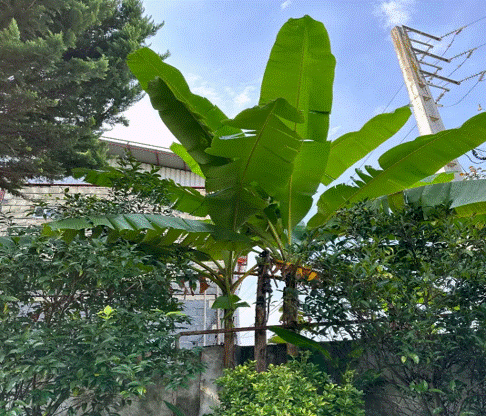 پیشنهاد خرید باغ ویلای 800 متری با 150 متر بنا در تنکابن(شهسوار)