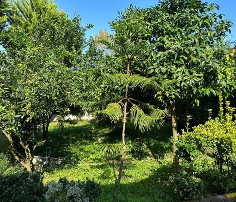 پیشنهاد خرید باغ ویلای 800 متری با 150 متر بنا در تنکابن(شهسوار)