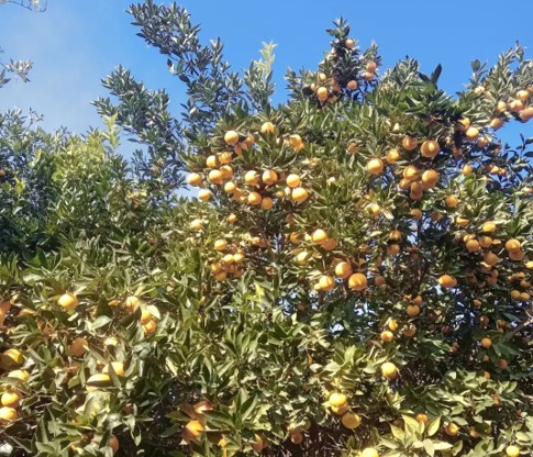 باغ مرکبات فروشی در روستای چلاسر تنکابن(شهسوار)