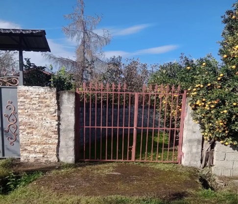 باغ مرکبات فروشی در روستای چلاسر تنکابن(شهسوار)