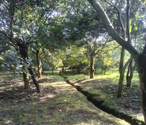 باغ مرکبات فروشی در روستای چلاسر تنکابن(شهسوار)