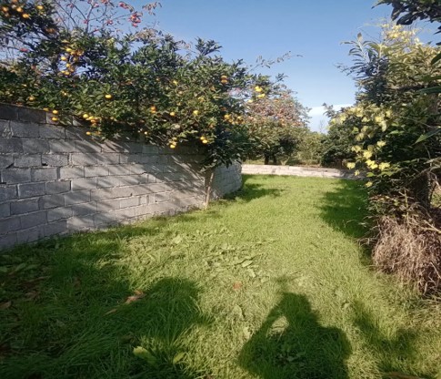 باغ مرکبات فروشی در روستای چلاسر تنکابن(شهسوار)