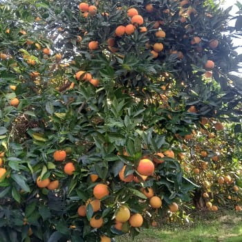 باغ مرکبات فروشی در روستای چلاسر تنکابن(شهسوار)
