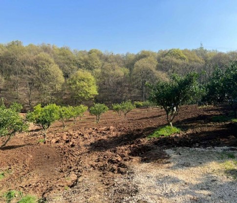 پیشنهاد خرید زمین کشاورزی جاده سه هزار تنکابن(شهسوار)