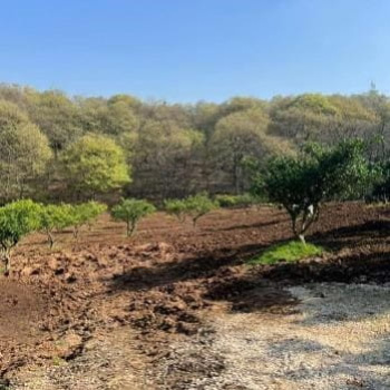 پیشنهاد خرید زمین کشاورزی جاده سه هزار تنکابن(شهسوار)